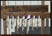 A total of 59 fisherpersons from South Dakota, Nebraska, Minnesota, and North Dakota participated in the event.  Taking the individual competition, Kevin Forsch of Pierre with his brother Tim Forsch and  Uncle Gary Forsch  who took first place with a  7 fish limit and  total weight of 21.8 pounds.