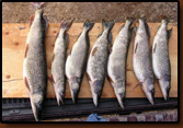 Fish caught while ice fishing at Wagner Lake.