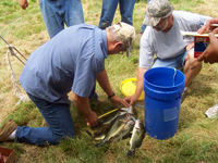 Dave Knock measuring fish.